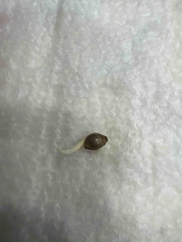 First Grow (Hydro) — germination, day 3