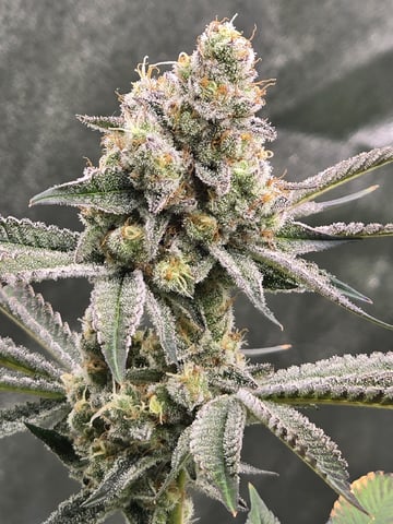 Hydroponic Photos — flower, day 71