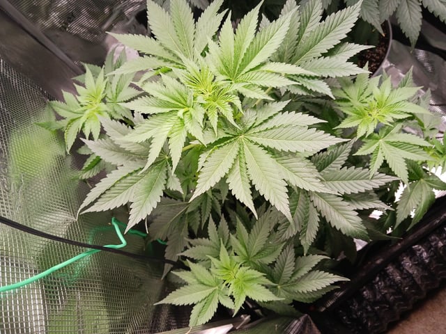 Gorilla Sherbert Feminized From Blimburn Seeds  — flower, day 49