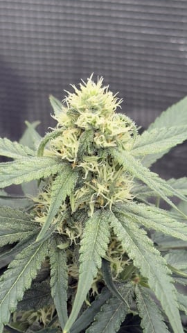 Papaya Cookies Autos  — auto, day 10