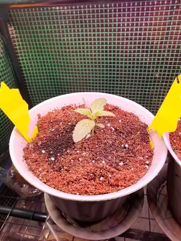 Blackberry kush — seedling_rooting, day 13