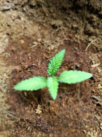 OG KUSH — vegetative, day 22