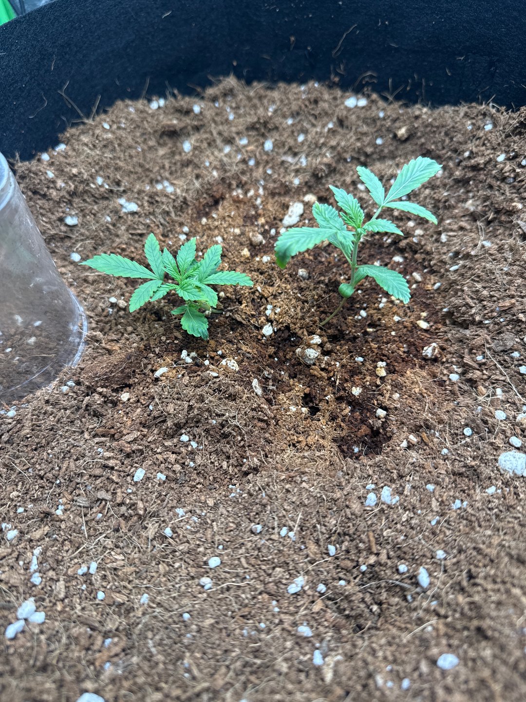First Auto Run