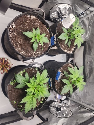 Mephisto's Flava Flav (Grape Crush x Guava Fig) — vegetative, day 25