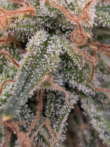 Zkittlez (Auto) — flower, day 111