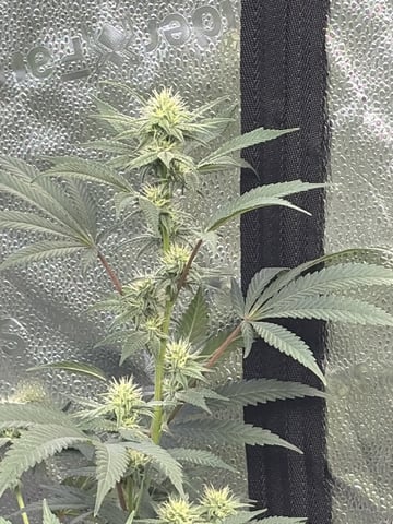 Humboldt, Hella Jelly. Jelly Donut  — flower, day 67