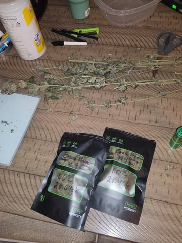 Bruce Banner #4  — harvest, day 131