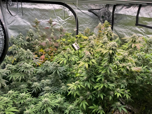 Hollywood Headband and LimeHeads  — flower, day 149