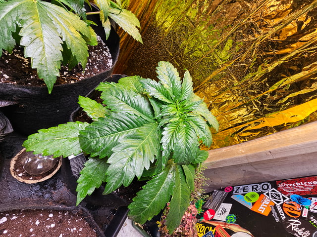 skywalker haze — grow_setup, day 22
