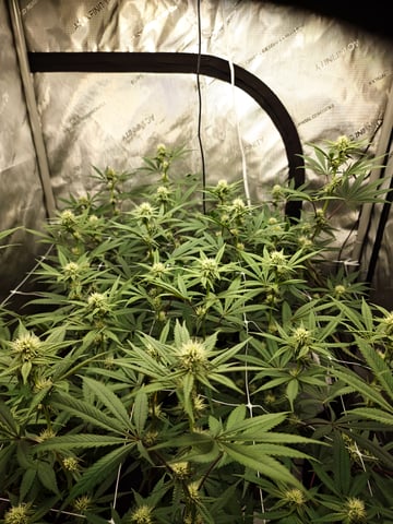 First clones (Dr nefario)  — flower, day 48