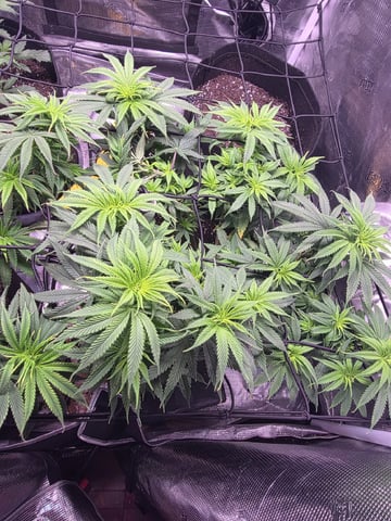 Blue Dream Feminized  — vegetative, day 91
