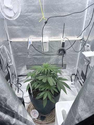 Blue Dream Grow — vegetative, day 12