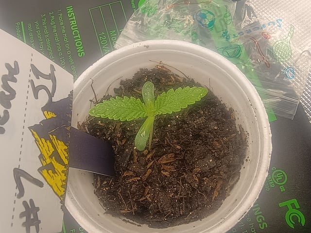 lil Slurry, first grow — seedling_rooting, day 3
