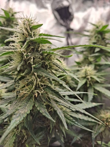 SoFloBudz — flower, day 60