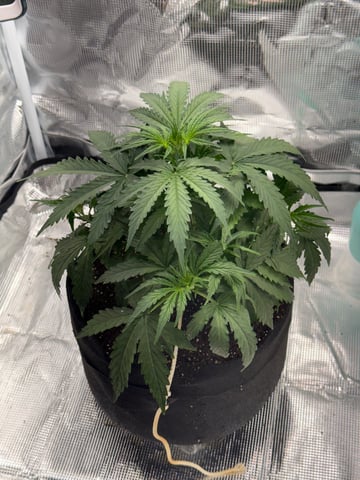 Indoor — vegetative, day 29