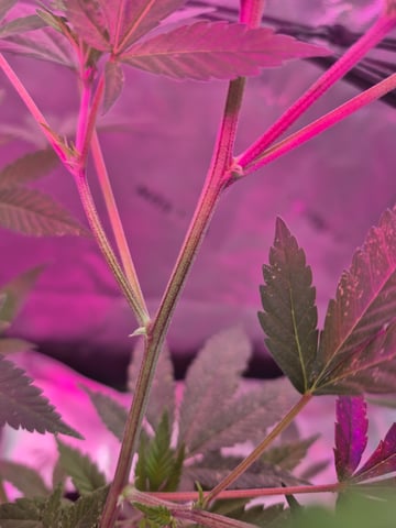 Clone of the clone of the Skunk burger 😁 — vegetative, day 49