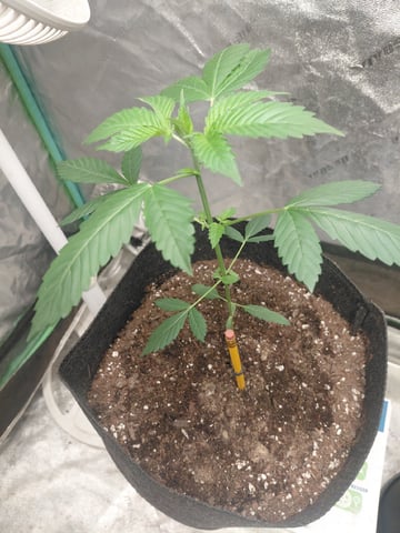 Growing  A New One — vegetative, day 22