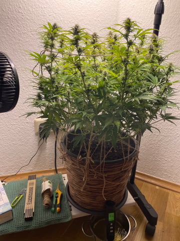 Mashenka — auto, day 9