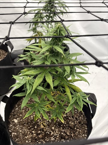My First Grow — flower, day 64