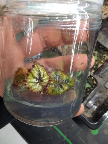 Plant in a test tube