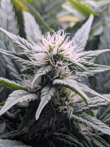 First Legal Grow — flower, day 108