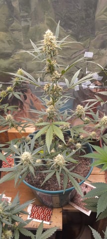 Piney — flower, day 28