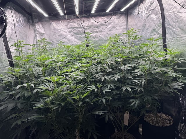 7 Strains 14 Plants  — flower, day 95