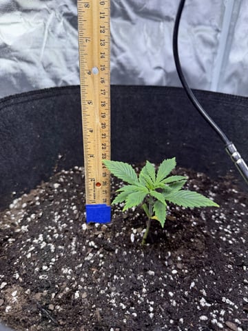 Grow #2 — vegetative, day 30