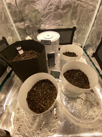 Gorilla Melon — seedling_rooting, day 3