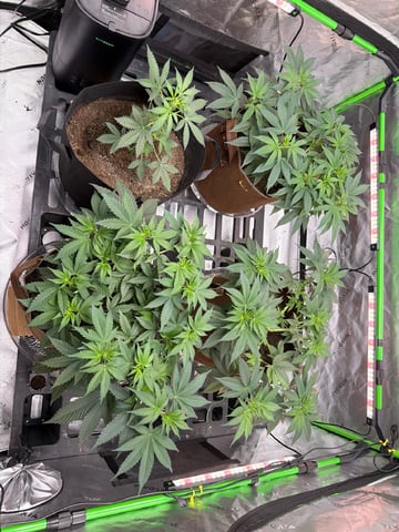 First Grow – Learning Every Day — vegetative, day 27