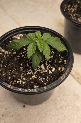 SGC & GWS — vegetative, day 16