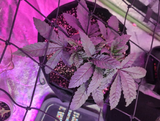 2025-26 — vegetative, day 21