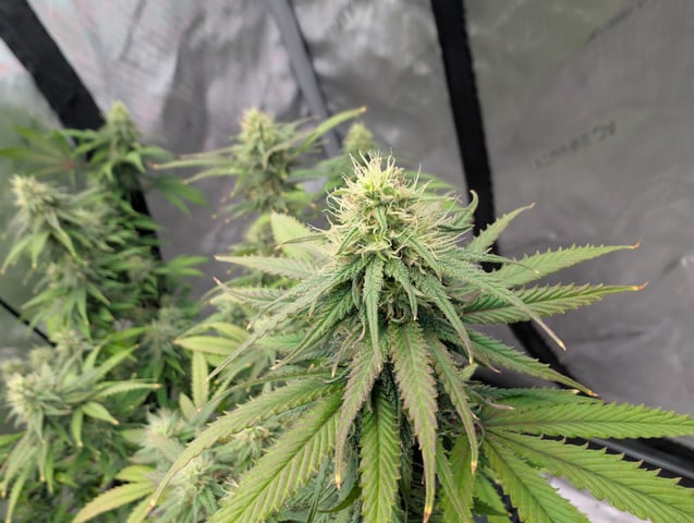 Black African Magic — flower, day 95