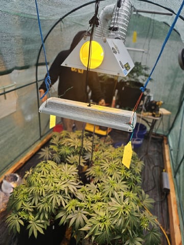 Sour Headies/OGBX1 — vegetative, day 2