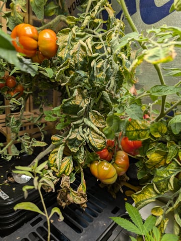 See what grows — vegetative, day 138