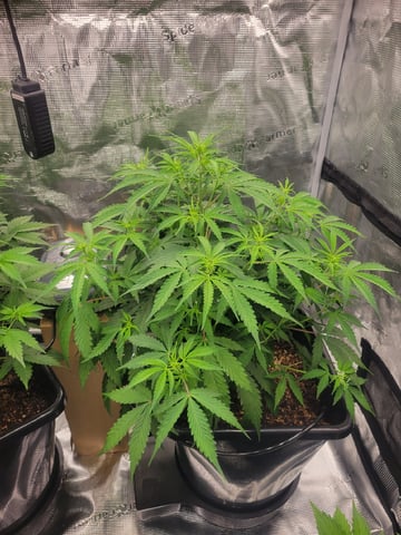 1st grow — flower, day 37
