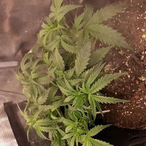 week 1 — flower, day 41