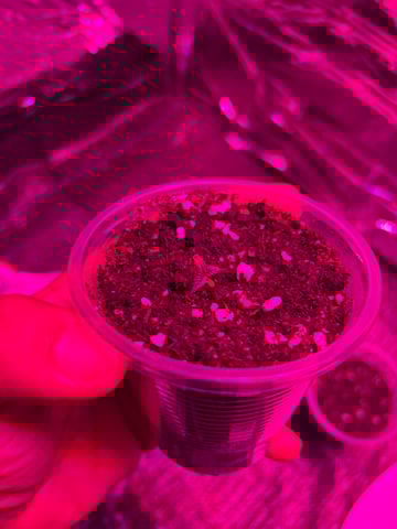 1era Planta — seedling_rooting, day 3