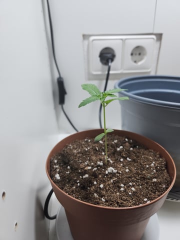 Sweet ZZ Auto 🍭(3) — seedling_rooting, day 1