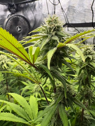 grow 3 — flower, day 33