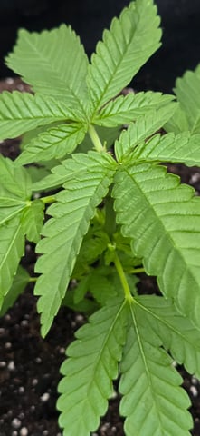 Mystery Weed Plant — vegetative, day 47