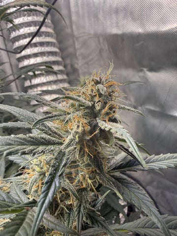 Key Lime Pie — flower, day 66