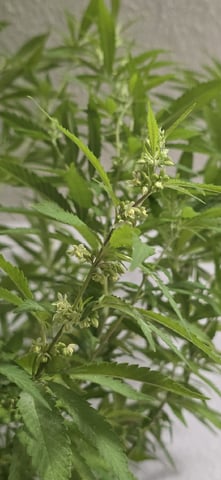 CzechsMex 2.0 — vegetative, day 164