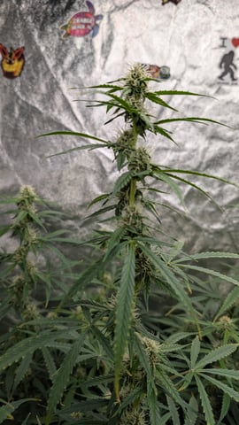 Strawberry Cheesecake Seedsman Seeds Autoflowers x2 — flower, day 58