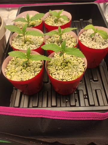 Mainely Genetics Micro Pheno Hunt — seedling_rooting, day 6