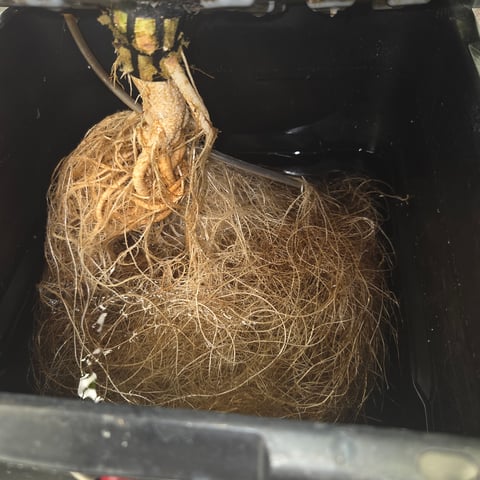 Fast Flowering Photo — flower, day 111