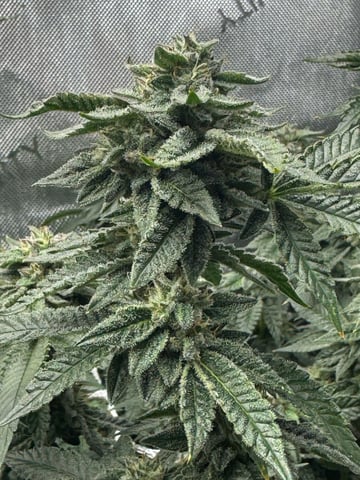 3 Runtz X Apple Fritter 