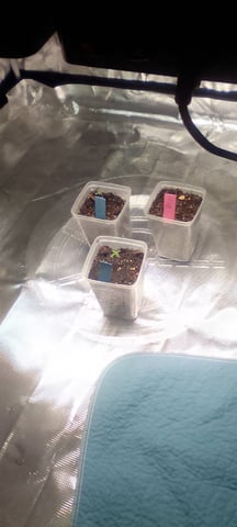 Seedman mix auto & seedman mix auto & GodFather OG — seedling_rooting, day 3