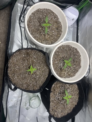 Autoskunk and OG Kush — vegetative, day 14
