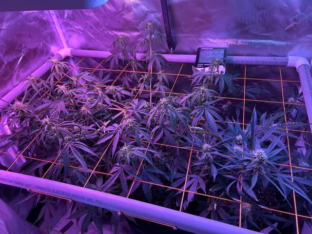 3 autos — flower, day 47